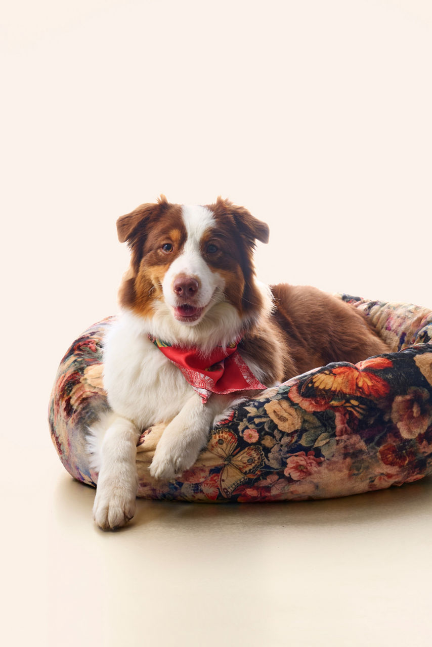SHOP DOG BEDS