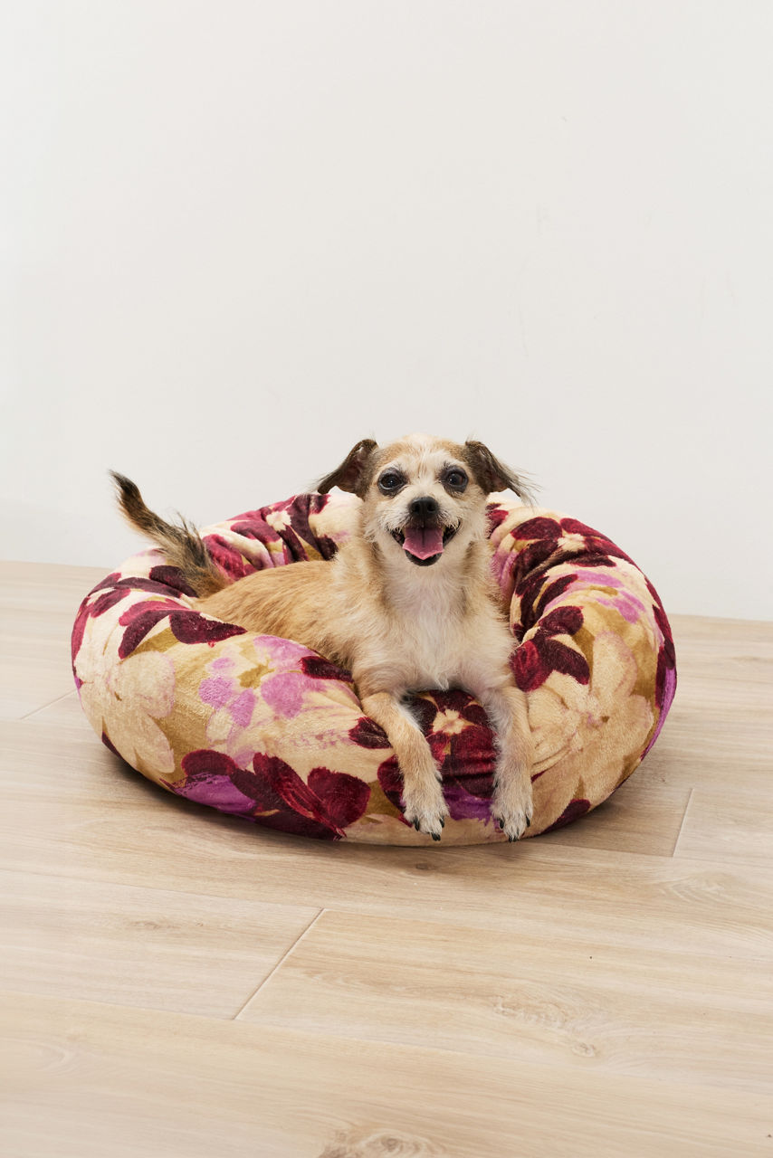 GEOVANA SMALL DOG BED, , large image 1